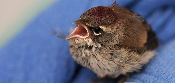 Injured bird who has been receiving care from a licensed wildlife rehabilitator