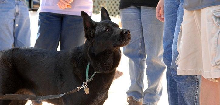 Dog being taught how to back up