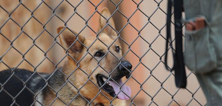 German shepherd behind a fence