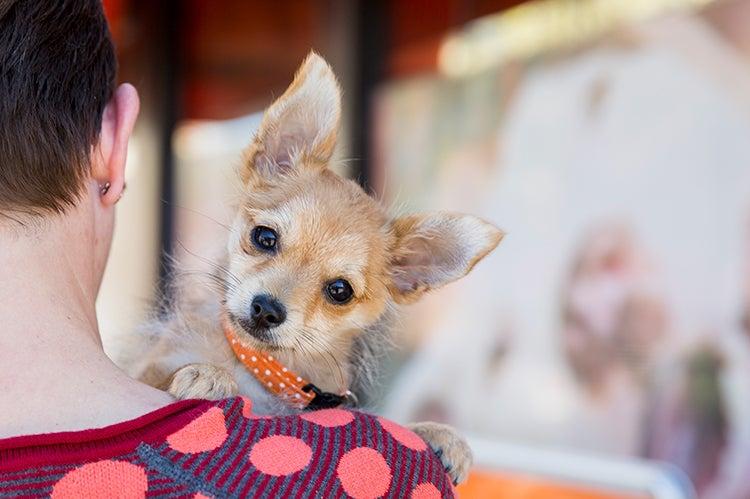 Small puppy looking over the shoulder of a person