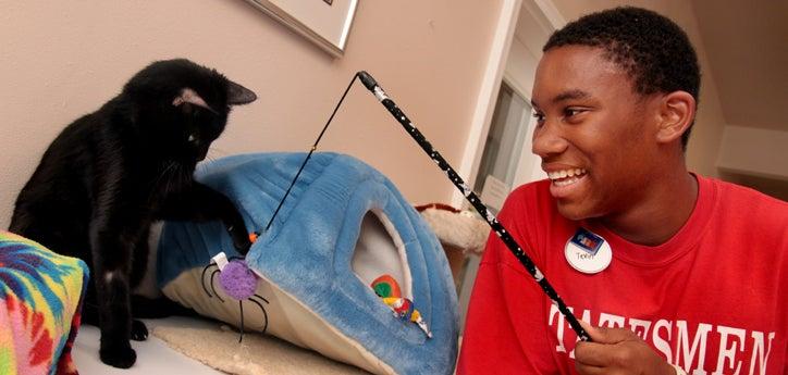 Man playing with a cat using a wand toy