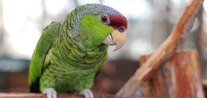 Parrot who lives in a bird-proofed home