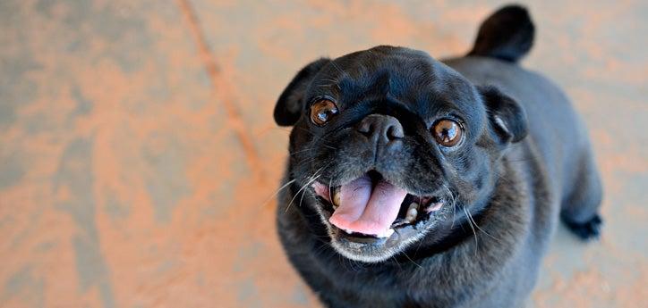 Black pug smiling at the camera