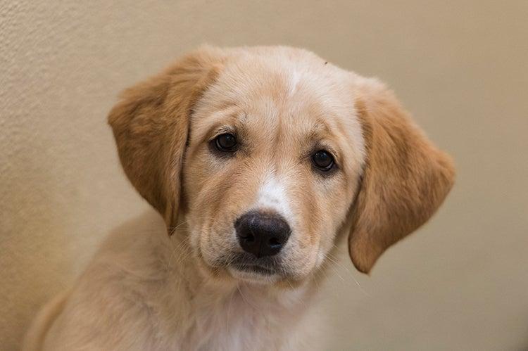 The face of a light tan-and-white puppy