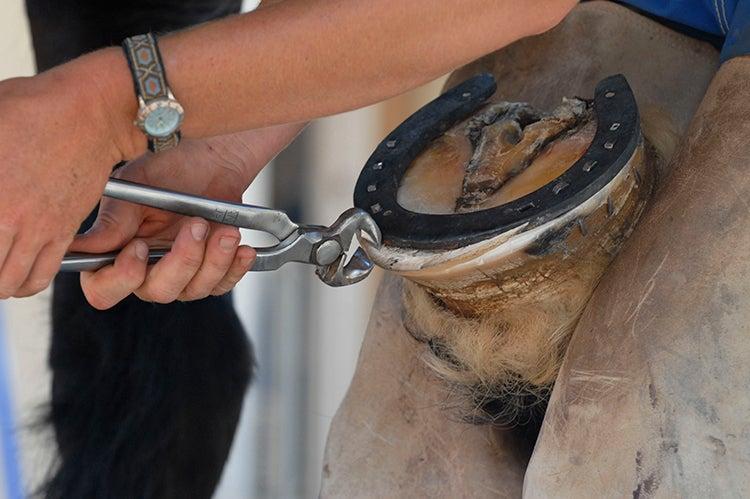 person engaging in horse hoof care, working on a horse&#039;s hoof and horseshoe