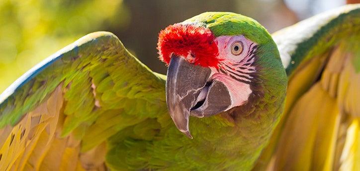 a macaw parrot with his wings spread out