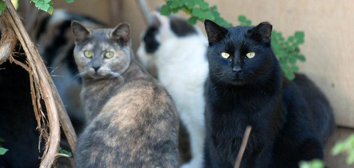 Multiple community cats including a dilute calico and black cat