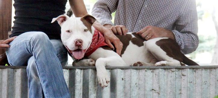 white-and-brown pit bull terrier-type dog lying and being petted by two people