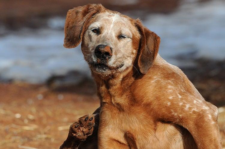 Spaniel-type dog itching with his rear paw