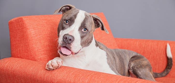 gray-and-white dog sitting in a chair