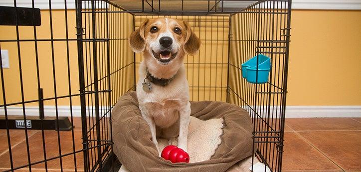 Brown-and-white dog in a crate practicing crate training