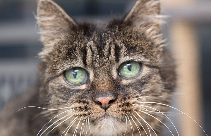 Older brown tabby cat&#039;s face