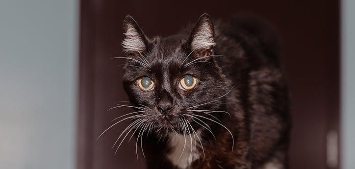 Diabetic black and white senior cat