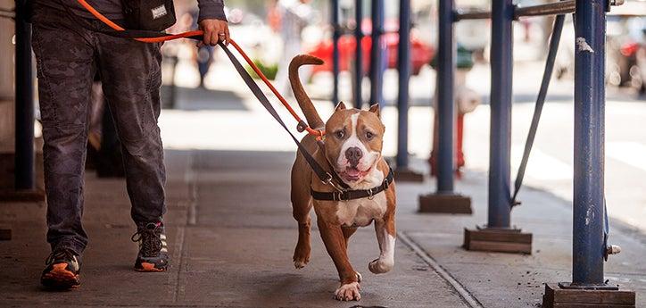 a dog in public being walked on leash on a sidewalk