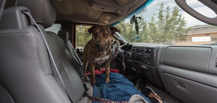 dog going for a car ride