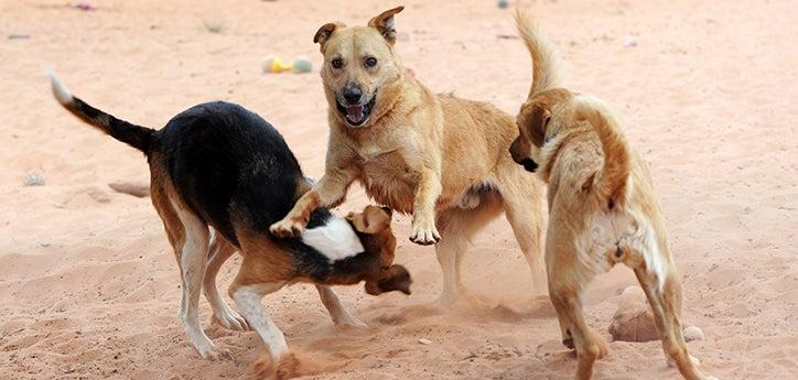 Three dogs playing with good dog park etiquette