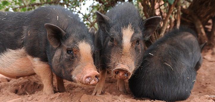 two pet potbellied pigs, who have received socialization and get along well, standing side by side in a friendly behavior