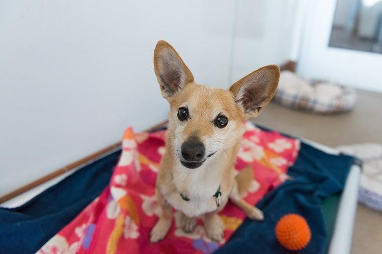 Tan and white dog with large ears sitting on a dog bed