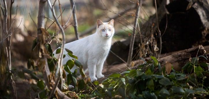 Ear-tipped Siamese mix type cat