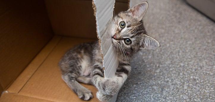 Tabby kitten playing in and chewing on a box, an easy DIY eco-friendly cat toy