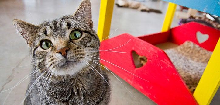 tabby cat with FIV (feline immunodeficiency virus) sitting and looking up