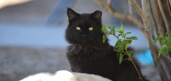 Black medium-hair community cat with ear tip who is part of a managed TNR cat colony