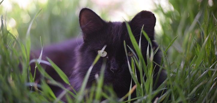 Medium-haired black community cat (feral cat) hiding behind some grass