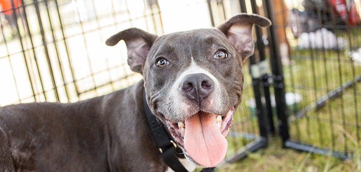 gray-and-white dog contained within a dog-proof fence