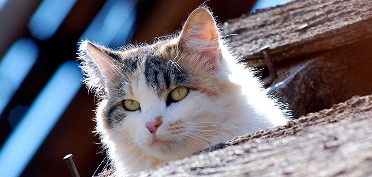 Ear-tipped feral cat (meaning the cat has been part of a TNVR program) in a sunbeam