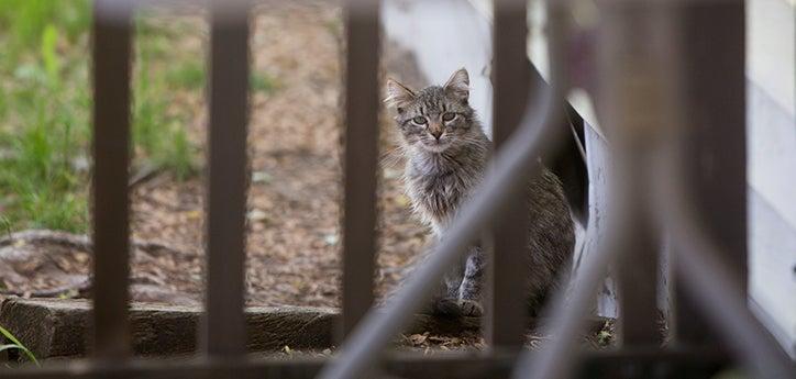 Brown tabby cat hiding behind some debris outside