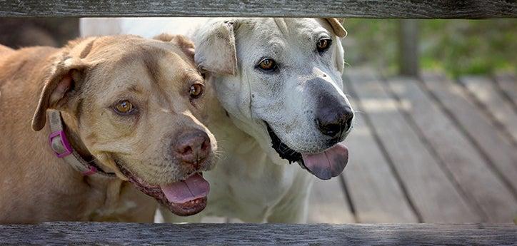 two pit bull terrier-type dogs standing next to each other smiling