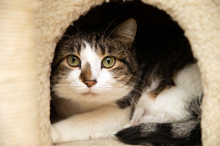 Cat hiding in a nook within a cat tree