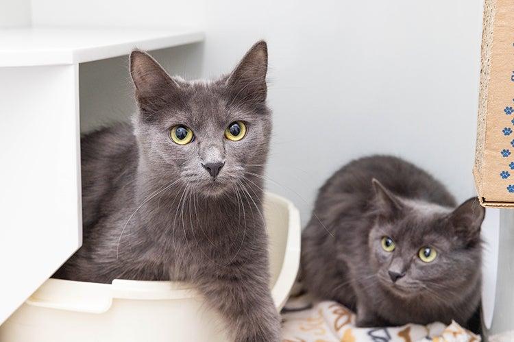 One cat exiting a litter box while another cat watches