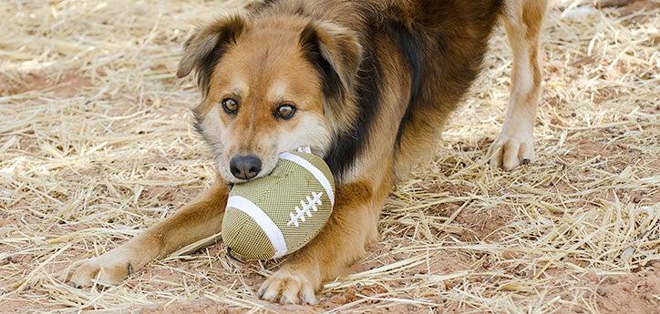 dog displaying playful body language in a play bow