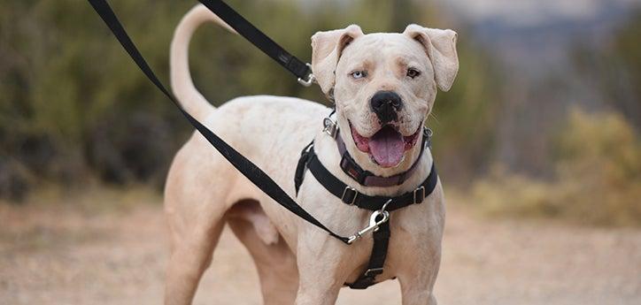 White dog wearing a no-pull dog harness and leash