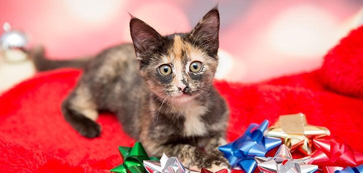 Calico kitten with holiday bows