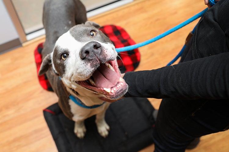 smiling gray-and-white dog inside on a leash