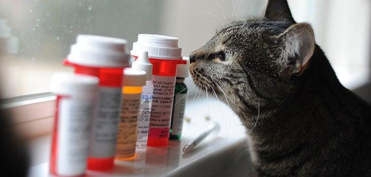 cat with pill bottles