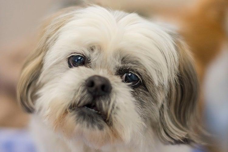 headshot of a Lhasa apso dog