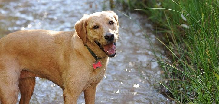 tan dog with mouth open in the water next to vegetation on a hot summer day