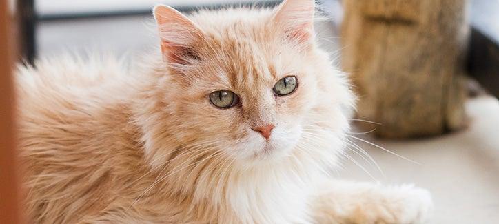 orange-and-white cat lying down