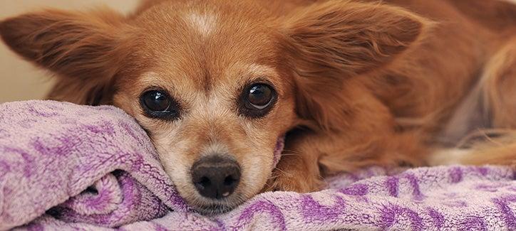 Kidney Disease In Dogs