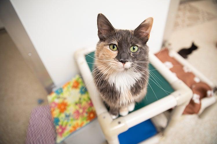 a dilute calico cat, who is incontinent and needs her bladder expressed, sitting and looking up