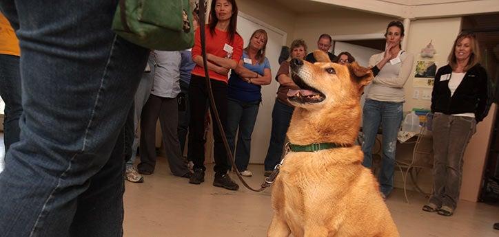 Dog in a dog training class learning to look at his person