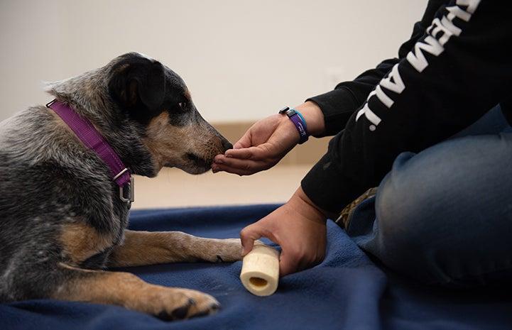 Person teaching a dog to trade with a bone and some treats