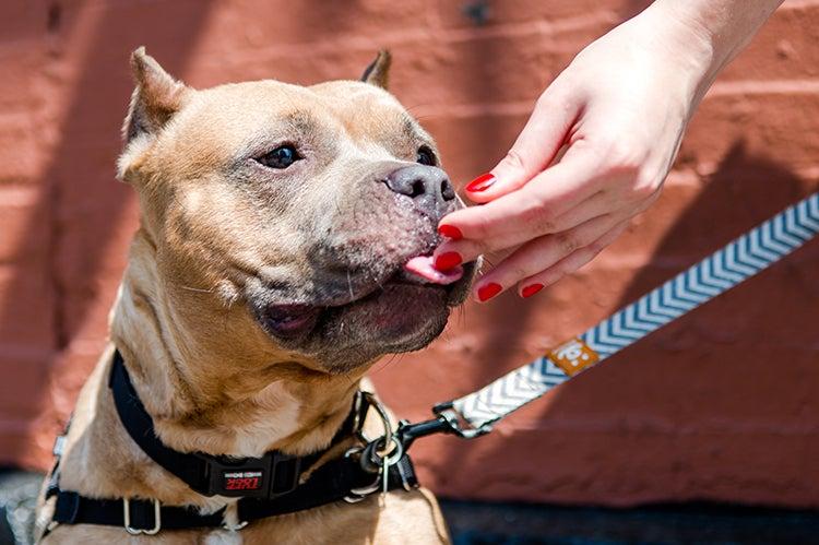 dog receiving a treat from a person&#039;s hand as they practicing dog training proofing