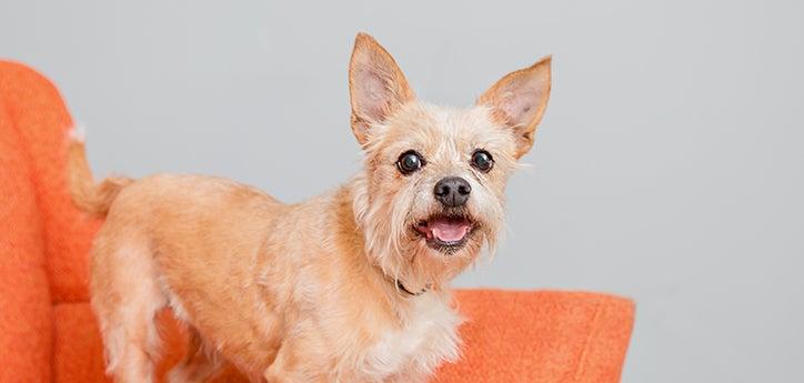 Smiling adopted small terrier mix dog on an orange chair