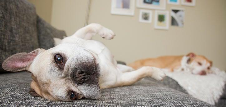 small dog lying on furniture