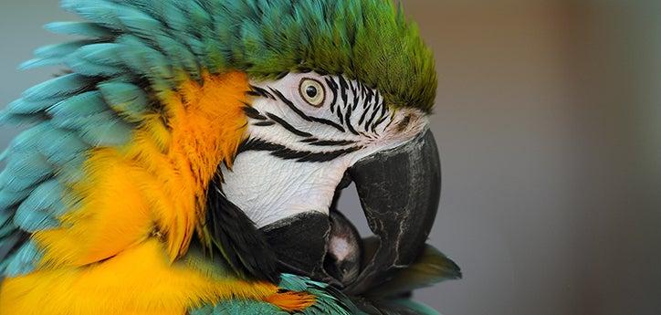 close-up of a blue-and-gold bird cleaning himself