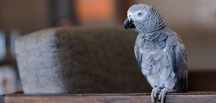 gray bird standing in a beam of light